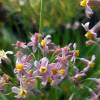 Tulbaghia 'Enya'