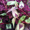 Persicaria microcephala 'Red Dragon'