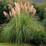 Cortaderia 'Pink Feather'