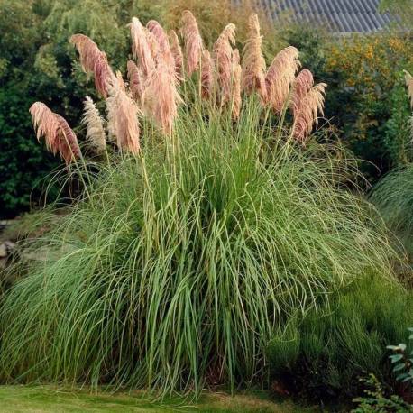 Cortaderia 'Pink Feather'