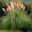 Cortaderia 'Pink Feather'