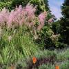 Cortaderia 'Pink Feather'