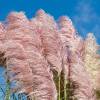 Cortaderia 'Pink Feather'