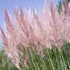 Cortaderia 'Pink Feather'