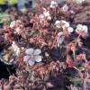 Geranium pratense 'Midnight Ghost'