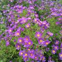 Aster x macrophyllus  'Lilac Sun'