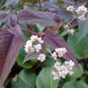Persicaria microcephala 'Red Dragon'
