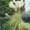 Cortaderia selloana 'Esperanta'