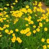 Coreopsis grandiflora 'Flying Saucers'