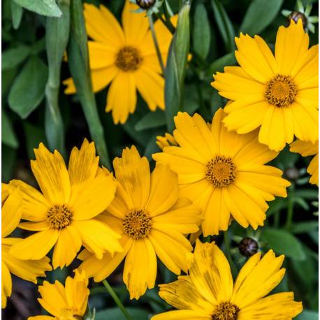 Coreopsis grandiflora 'Flying Saucers'