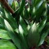 Aspidistra elatior 'Asahi'