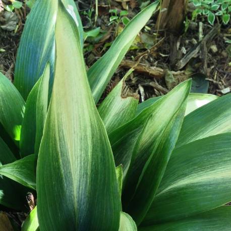 Aspidistra elatior 'Asahi'