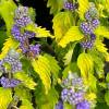 Caryopteris x clandonensis 'Good As Gold'