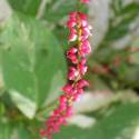 Persicaria virginiana 'Painter's Palette'