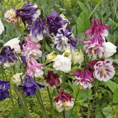 Aquilegia vulgaris