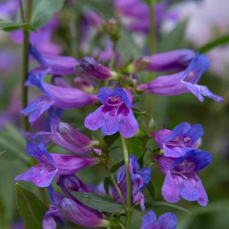 Penstemon heterophyllus 'Catherine de la Mare'