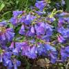 Penstemon heterophyllus 'Catherine de la Mare'