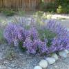 Penstemon heterophyllus 'Catherine de la Mare'