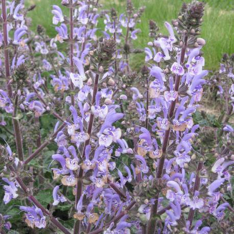 Salvia moorcroftiana x S. indica 'Shangri-La'