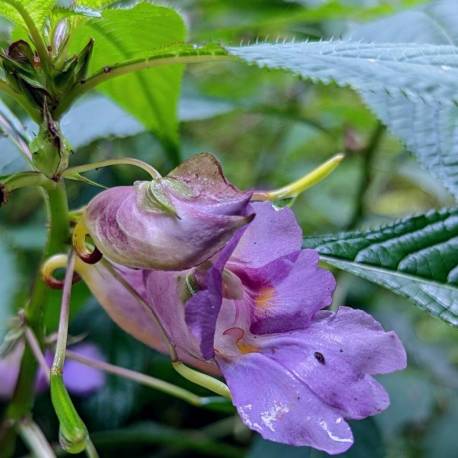 Impatiens arguta