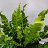 Asplenium nidus 'Crispy Wave'