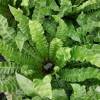 Asplenium nidus 'Crispy Wave'