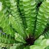 Asplenium nidus 'Crispy Wave'