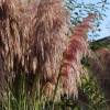 Cortaderia selloana 'Rosea'