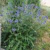 Echinops ritro