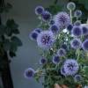 Echinops ritro