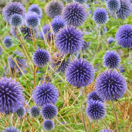 Echinops ritro