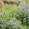 Echinops ritro