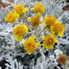 Senecio cineraria