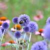 Blue and pink perenial flowers