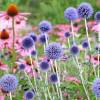 Blue and pink perenial flowers