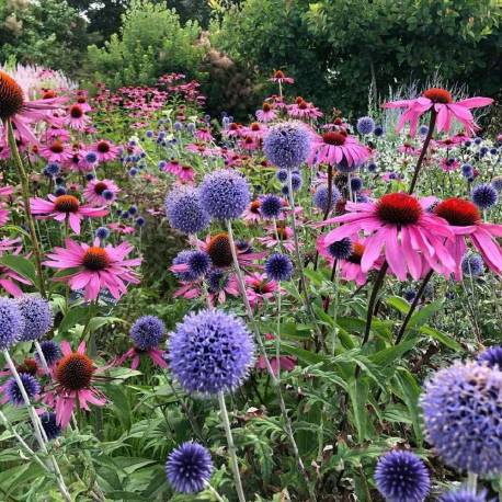 Blue and pink perenial flowers