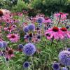 Blue and pink perenial flowers