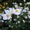 Anemone × hybrida 'Honorine Jobert'