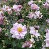 Anemone x hybrida 'Montrose'