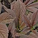 Rodgersia pinnata 'Chocolate Wings'