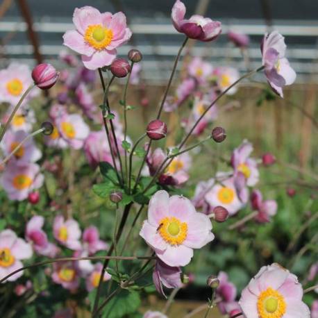 Anemone hupehensis 'Praecox'