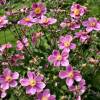 Anemone hupehensis 'Bowles Pink'