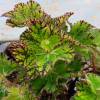 Begonia "Sea Urchin"