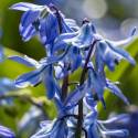 Scilla siberica