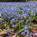 Scilla siberica