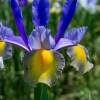 Iris hollandica 'Miss Saigon'