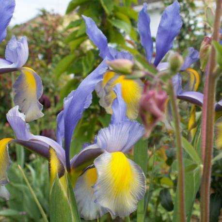 Iris hollandica 'Miss Saigon'