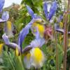 Iris hollandica 'Miss Saigon'