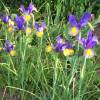 Iris hollandica 'Miss Saigon'