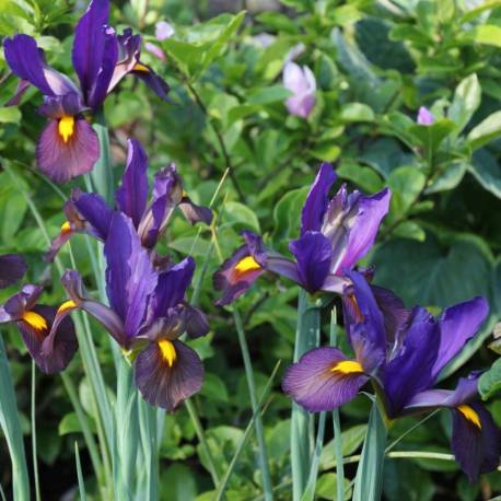 Iris hollandica 'Tiger Eye'